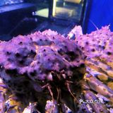 福田CBD大揭秘！一口沦陷的澳门海鲜砂锅粥
