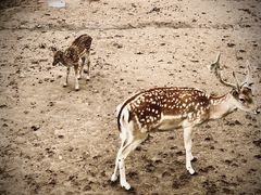 -鄂尔多斯野生动物园