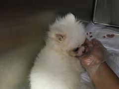 -安安宠医宠物医院·异宠·犬猫内科(岳阳分院)