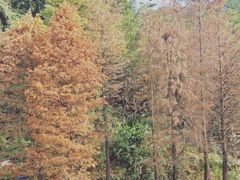 -云溪植物园