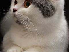 -伟伟宠物医院·瑞派猫友好医院·猫科(光谷店)