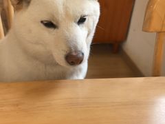 -柴の食堂·日式家庭料理·熊之肆(大学路店)