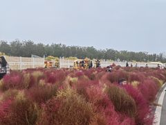 -天津东丽湖风景区