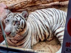 -清迈夜间动物园