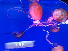 -海合安青岛极地海洋公园