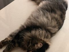 -pd派德宠物中心医院24H急重症·眼科中心·血液透析中心(嵩山北路店)