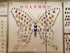 -四川大学博物馆