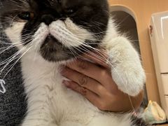 -瑞派康怡24h宠物医院·犬猫医疗中心·微创绝育(瑞景分院)