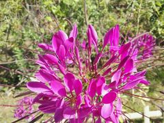 -北纬44度·金珠花海休闲农业旅游景区