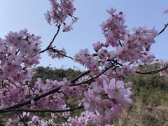 -温州永嘉书院