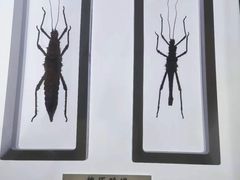 -上海昆虫博物馆