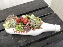 -香雪海