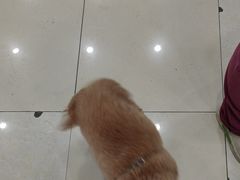 -瑞鹏·疫苗·绝育·宠物医院(广九店)