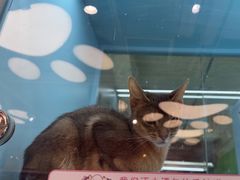 -FAELING PETS美天灵宠物(合生汇店)