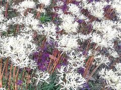 -白塘生态植物园