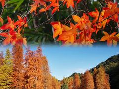 -广州市石门国家森林公园