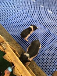 -萌宠亲子动物乐园(槐房万达店)