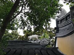 -枫桥景区