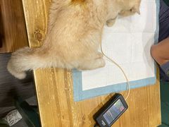 -严国平动物医院(德政总院)