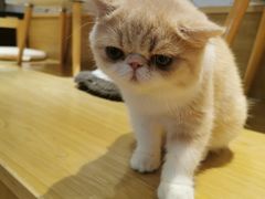 -滚猫咖啡·猫咖·猫友好撸猫(未来城店)