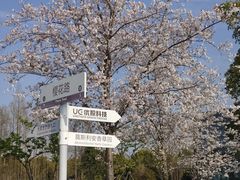 -上海国际音乐村