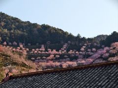 -灵光寺