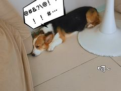 -怪兽屋·羊驼·猫咖·狗咖(俊华广场店)