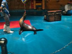 -烟台海昌鲸鲨海洋公园