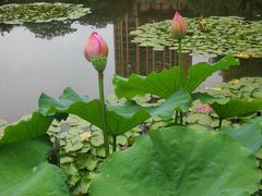 -陈家山荷花公园