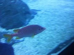 -烟台海昌鲸鲨海洋公园