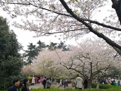 -武汉大学-樱园