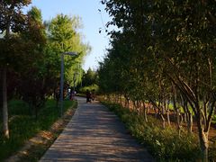 -大兴滨河森林公园