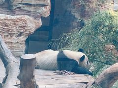 -石家庄市动物园