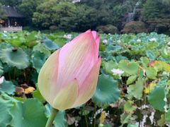 -杭州西子湖四季酒店-WL BISTRO西湖餐厅(灵隐路店)