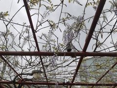 -嘉定紫藤园