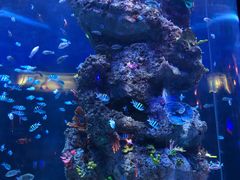 -芜湖新华联大白鲸海洋公园