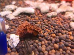-上海大自然野生昆虫馆(东方明珠·爬宠昆虫探索中心)