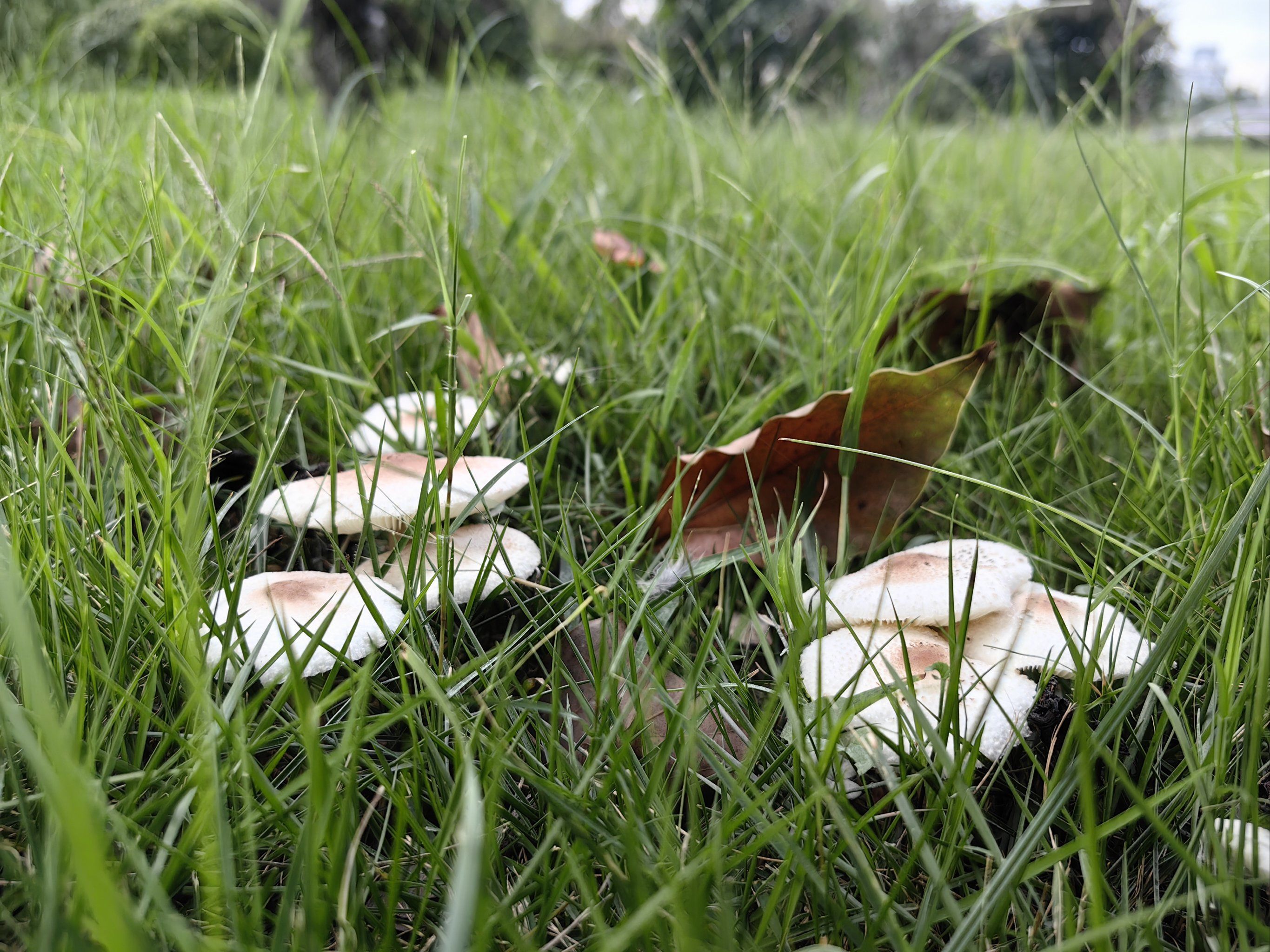 0元玩转这座城西兴古镇附近的草地上小蘑菇健康成长着