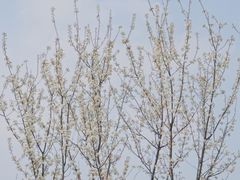 -樱桃山旅游景区