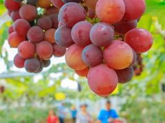 -马陆小张葡萄园农家乐