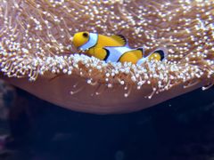 -江和美海洋公园