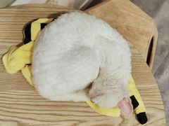 -楼上猫咖(罗湖店)