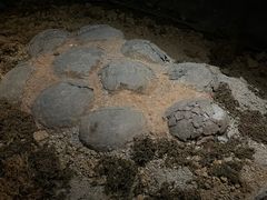 -柳州博物馆