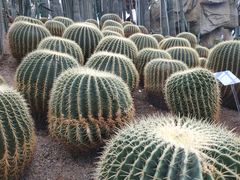 -南山植物园
