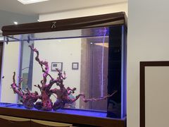 -大自然花鸟鱼虫市场