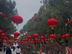 -溱湖国家湿地公园