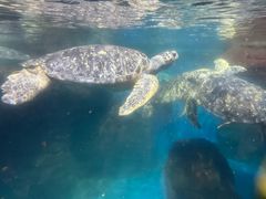 -海合安武汉极地海洋公园