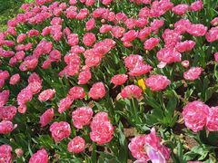 -上海鲜花港