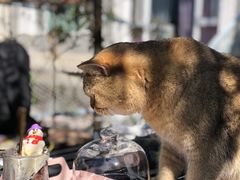 -喵屿·大理花园猫咖