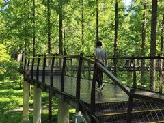 -黄海国家森林公园